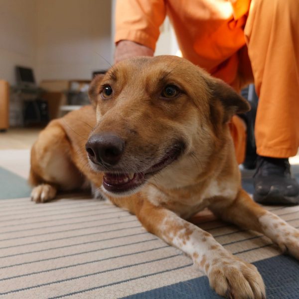 כלבה מעורבת בינונית שוכבת על הרצפה