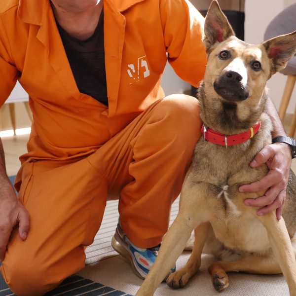 כלבה מעורבת בינונית גדולה יושבת ליד אסיר