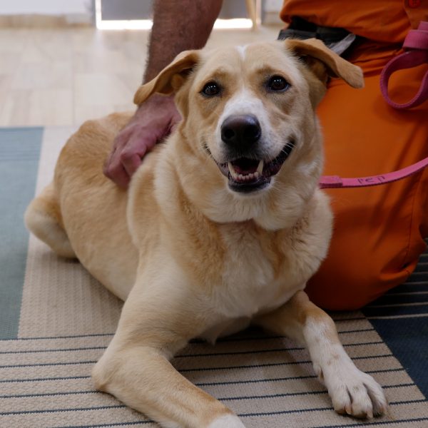 כלב גדול בהיר שוכב על הרצפה וילדיו רוכן אסיר