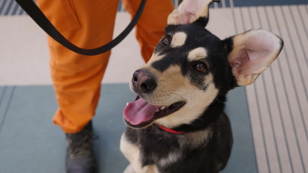 כלב מעורב חום שחור יושב על הרצפה מוחזק ברצועה על ידי אסיר