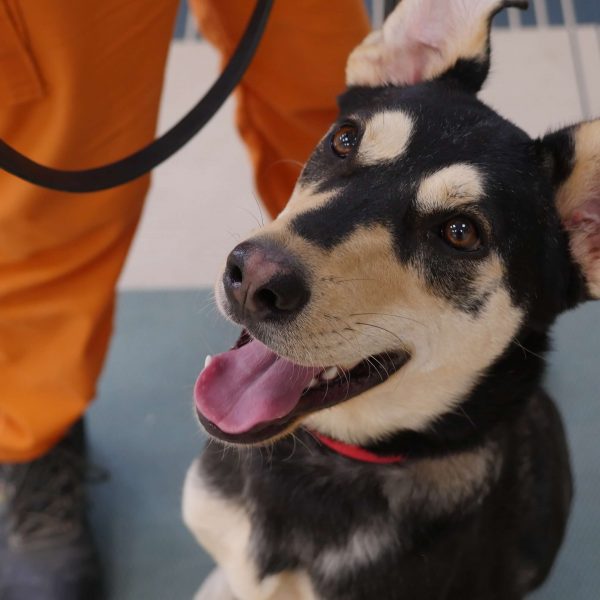 כלב מעורב חום שחור יושב על הרצפה מוחזק ברצועה על ידי אסיר