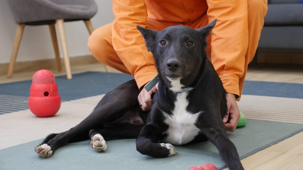 כלב שחור יושב על שטיח ואסיר רוכן מעליו