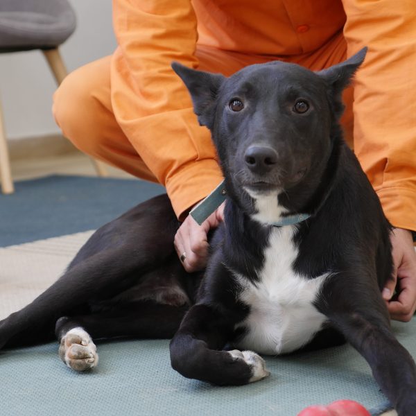 כלב שחור יושב על שטיח ואסיר רוכן מעליו