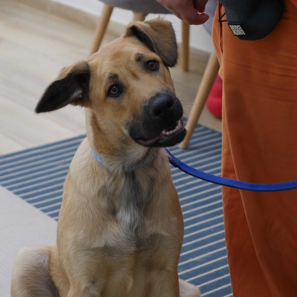 כלב בינוני מעורב מוחזק ברצועה כחולה