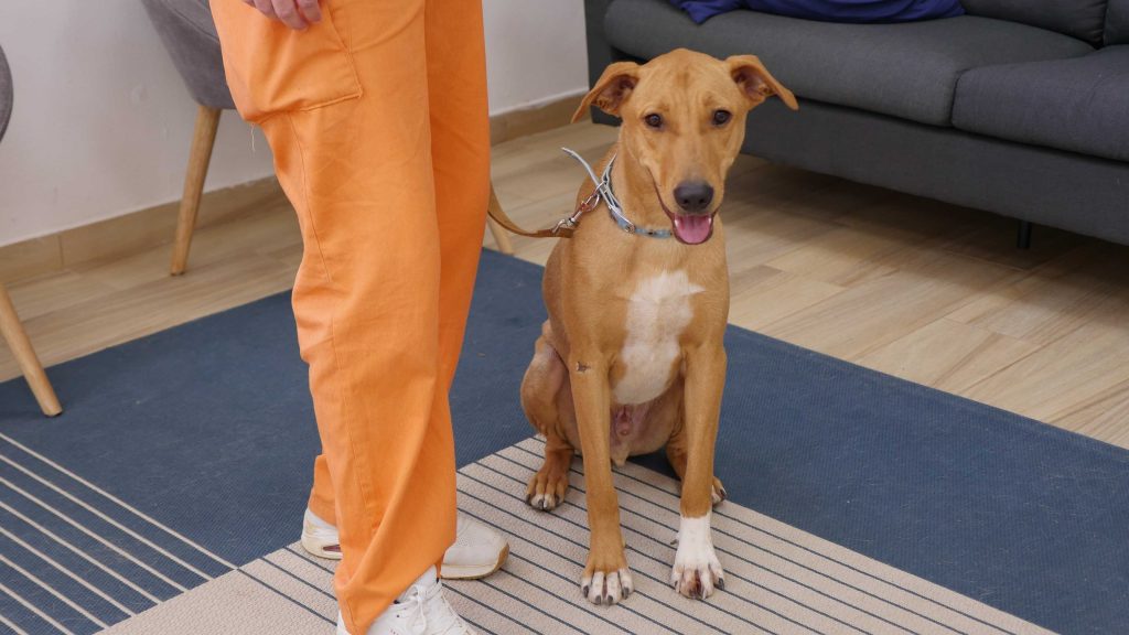 כלב בינוני בצבע חום בהיר יושב ולידו אסיר