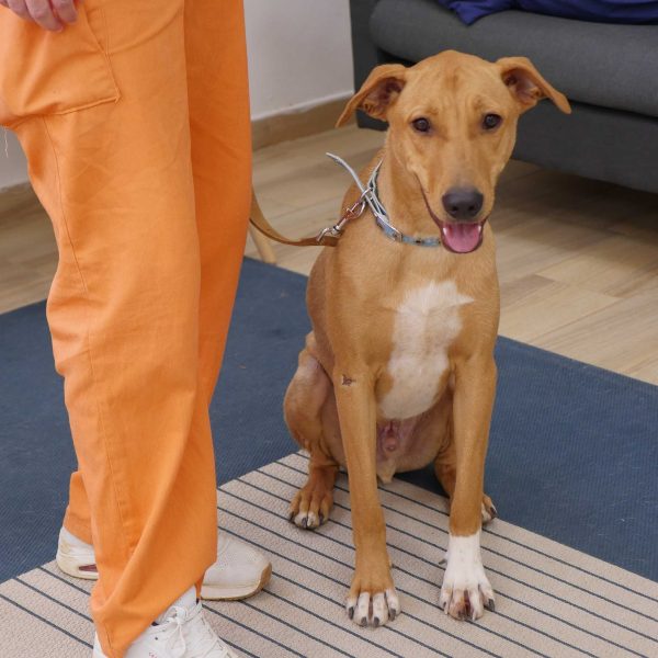 כלב בינוני בצבע חום בהיר יושב ולידו אסיר