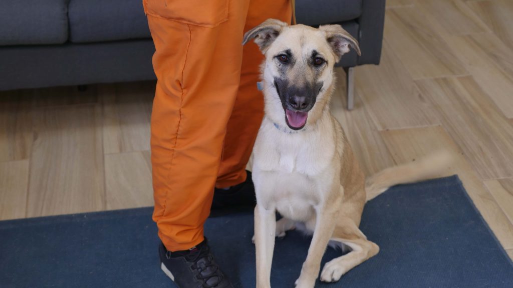 כלבה גדולה בהירה יושבת על שטיח כחול