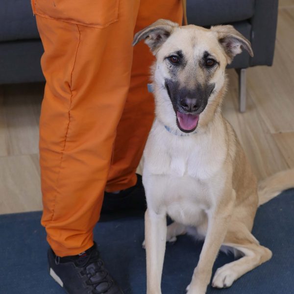 כלבה גדולה בהירה יושבת על שטיח כחול