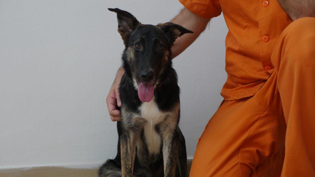 כלב מעורב בינוני יושב על הרצפה ולידו רוכן אסיר