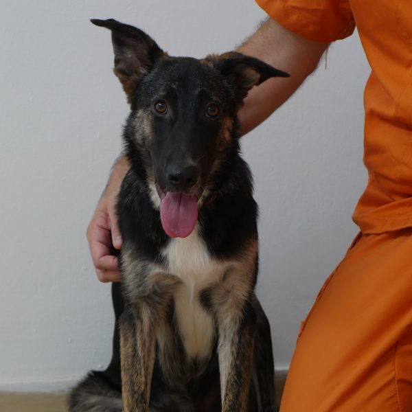 כלב מעורב בינוני יושב על הרצפה ולידו רוכן אסיר