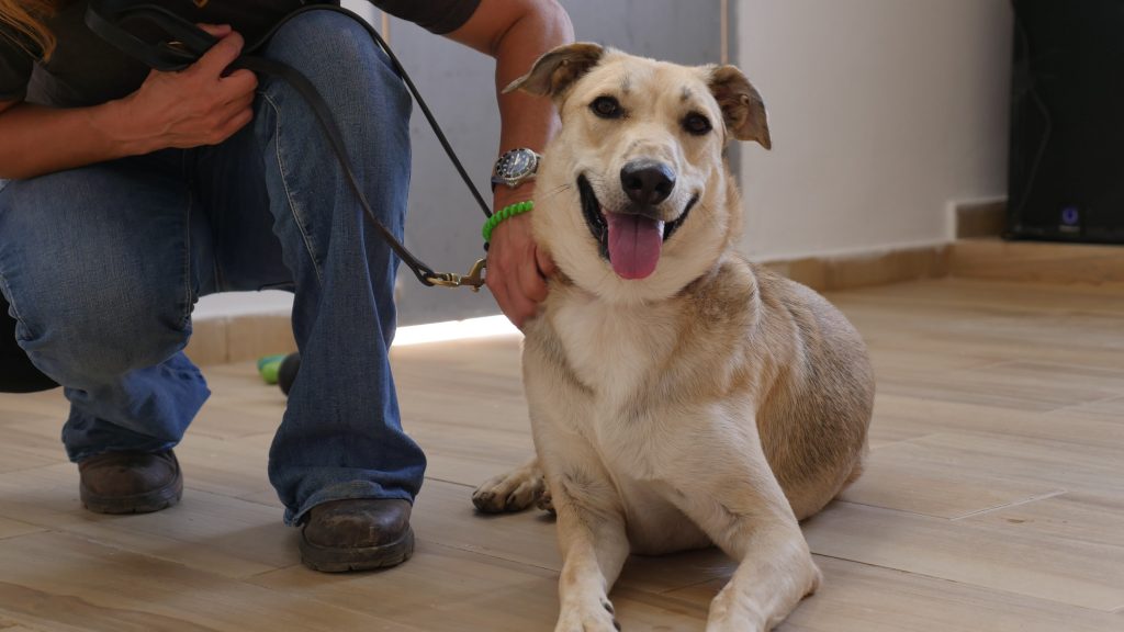 כלב גדול אפור ופרוותי מוחזק ברצועה ויושב על הרצפה