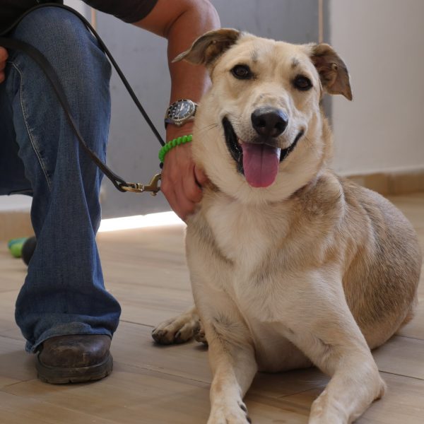 כלב גדול אפור ופרוותי מוחזק ברצועה ויושב על הרצפה