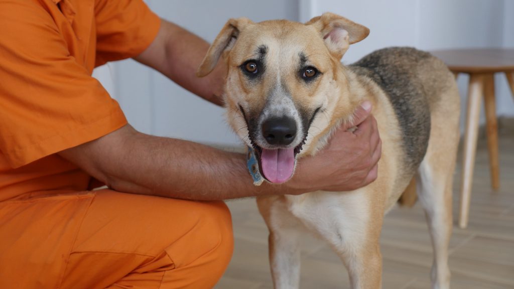 כלבה בהירה מעורבת גדולה עומדת על הרצפה ולידה רוכן אסיר