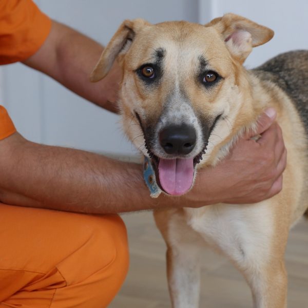 כלבה בהירה מעורבת גדולה עומדת על הרצפה ולידה רוכן אסיר