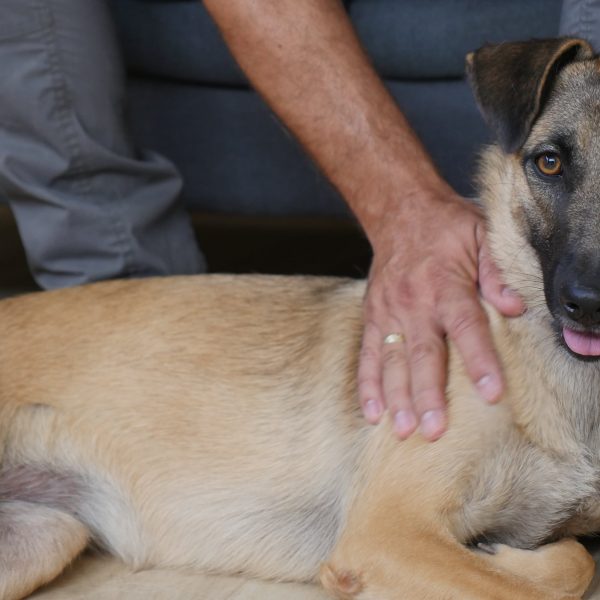 כלבה מעורבת בינונית מתלטפת שוכבת על הרצפה