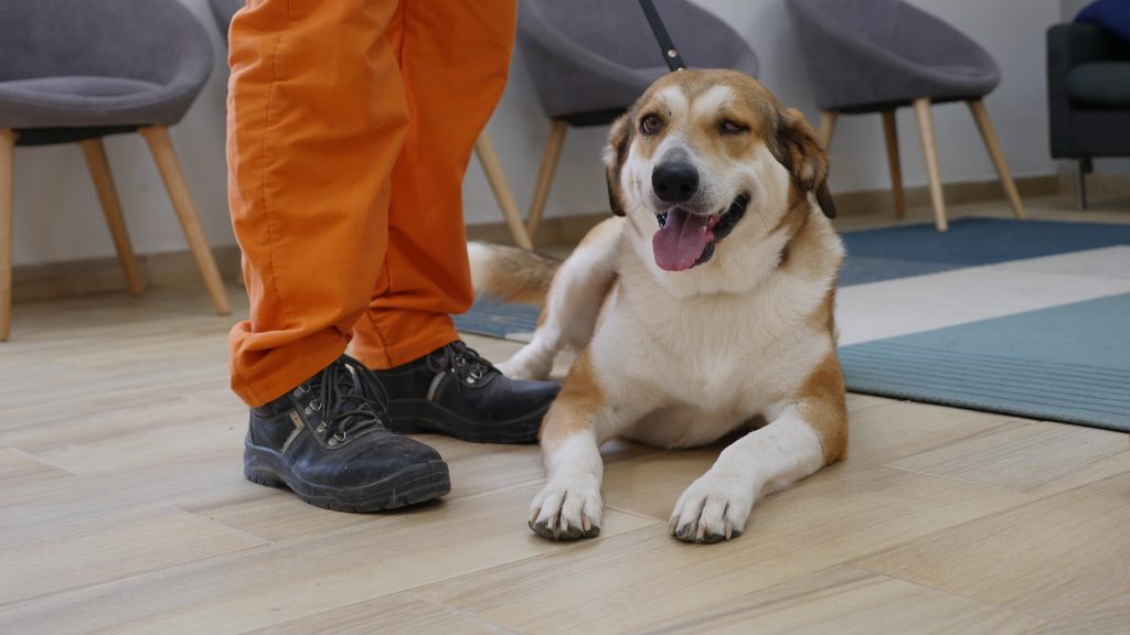 כלב מעורב גדול שוכב על הרצפה ולידו עומד אסיר