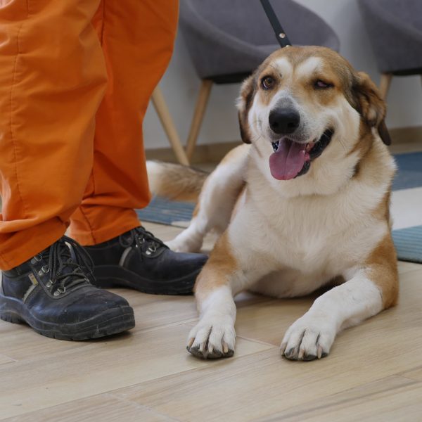 כלב מעורב גדול שוכב על הרצפה ולידו עומד אסיר