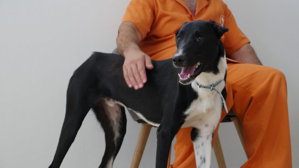 כלב בינוני קטום אוזניים וזנב עומד על הרצפה ולידו יושב אסיר