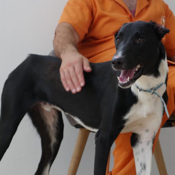 כלב בינוני קטום אוזניים וזנב עומד על הרצפה ולידו יושב אסיר